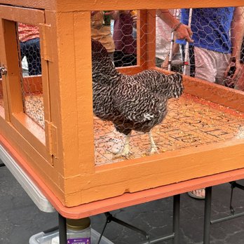 The Little Longhorn Saloon - The chicken in the bingo coop - Dive Bars Near Me - Austin, Texas