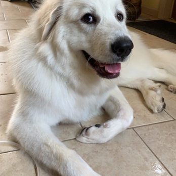 A Brush With Greatness - Pet Sitting Near Me - Crystal Lake, Illinois A Brush With Greatness - Pet Sitting Near Me - Crystal Lake, Illinois