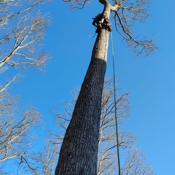 Chainsaw Tree Service - Removed tree branches - Tree Services Near Me