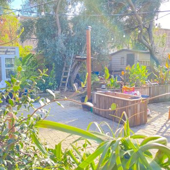 Rod's Tree Service - The trees before. - Tree Services Near Me - Carmichael, California Rod's Tree Service - The trees before. - Tree Services Near Me - Carmichael, California