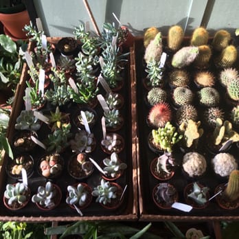 Halsted Flowers - Florists Near Me - Chicago, Illinois