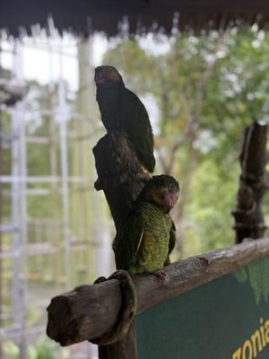 Singapore Zoo by null