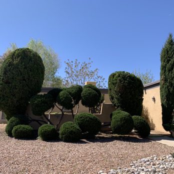 Blossom Trees - Finished beautifully - Tree Services Near Me