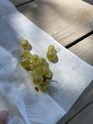 Saddleback Cellars by null
