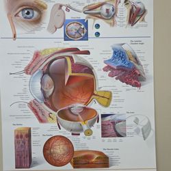 LOVED looking at this Eye Poster