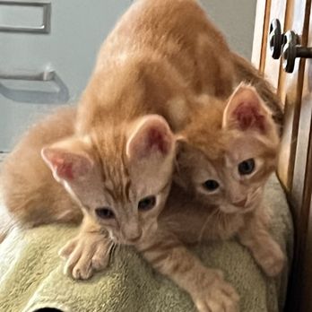 Foothills Animal Hospital - Smore and Pumpkin had a fighting chance because of you! - Veterinarians Near Me - Phoenix, Arizona Foothills Animal Hospital - Smore and Pumpkin had a fighting chance because of you! - Veterinarians Near Me - Phoenix, Arizona
