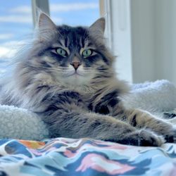 Columbia Square Animal Hospital - Hugo is a big boy who loves everyone, including our vets and team!