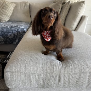 Tanya's Mobile Grooming Houston - Alyson is amazing. My dog has a lot of anxiety with new people and he looked super happy after. - Pet Groomers Near Me - Houston, Texas Tanya's Mobile Grooming Houston - Alyson is amazing. My dog has a lot of anxiety with new people and he looked super happy after. - Pet Groomers Near Me - Houston, Texas