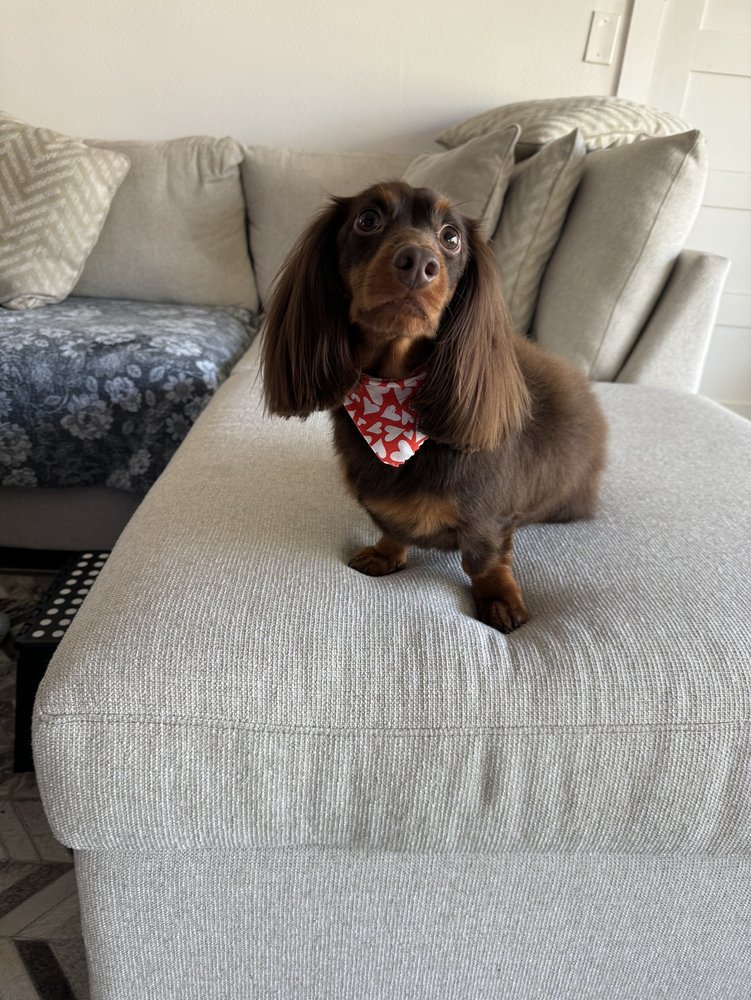 TANYA’S MOBILE GROOMING HOUSTON Updated August 2024 27 Photos & 27