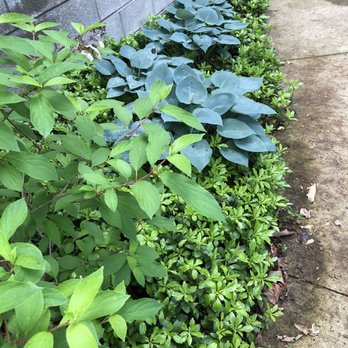 Hotel Royal Oak - We enjoyed walking around the town and the pretty plantings that are abundant, with the businesses and homes. - Hotels Near Me - Royal Oak, Michigan