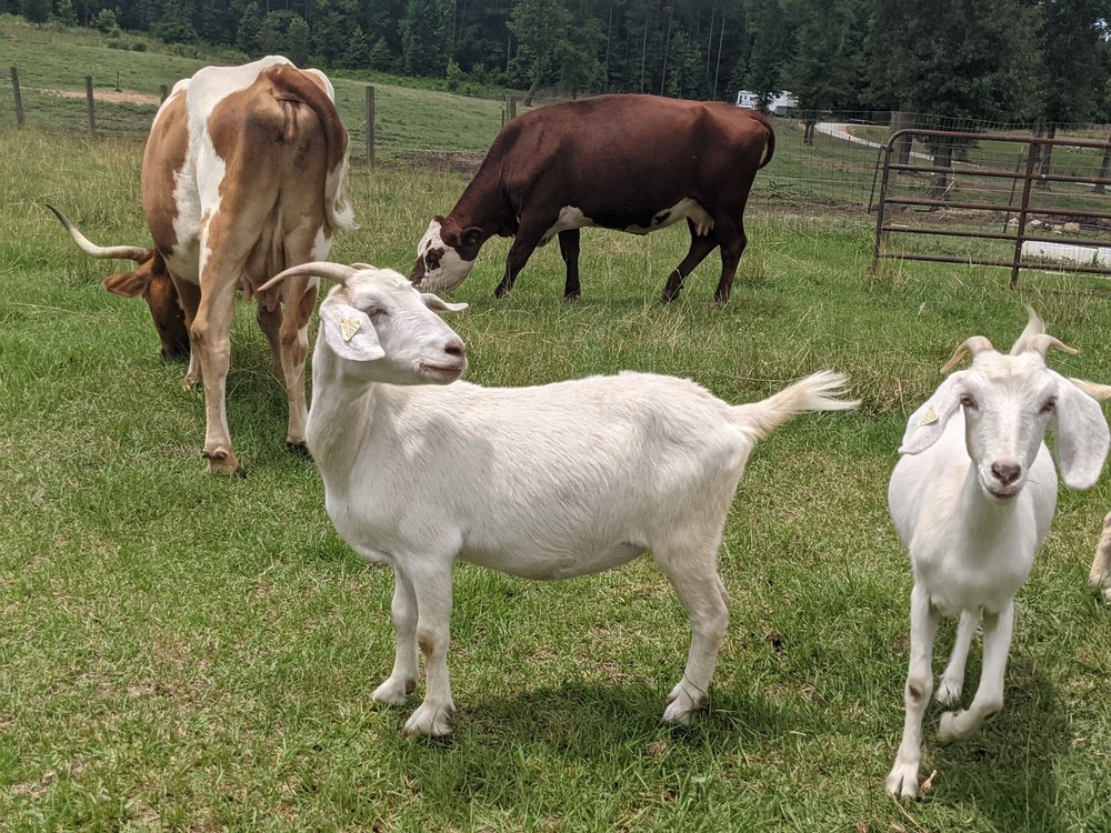 BOWERS FARM Updated September 2024 279 Ringer Rd, Pomaria, South