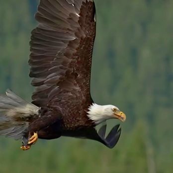 Lake Innisfree - Amazing eagles at the lake - - 09/13/2025 - Lakes Near Me - New Rochelle, New York Lake Innisfree - Amazing eagles at the lake - - 09/13/2025 - Lakes Near Me - New Rochelle, New York