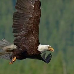 Lake Innisfree - Amazing eagles at the lake - - 09/13/2025