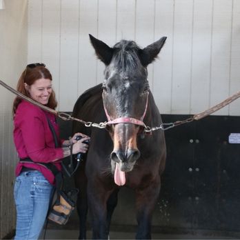 The Animal Chiropractor - Percussive massage is helping Izzy release those muscles - Holistic Animal Care Near Me - Fremont, California The Animal Chiropractor - Percussive massage is helping Izzy release those muscles - Holistic Animal Care Near Me - Fremont, California