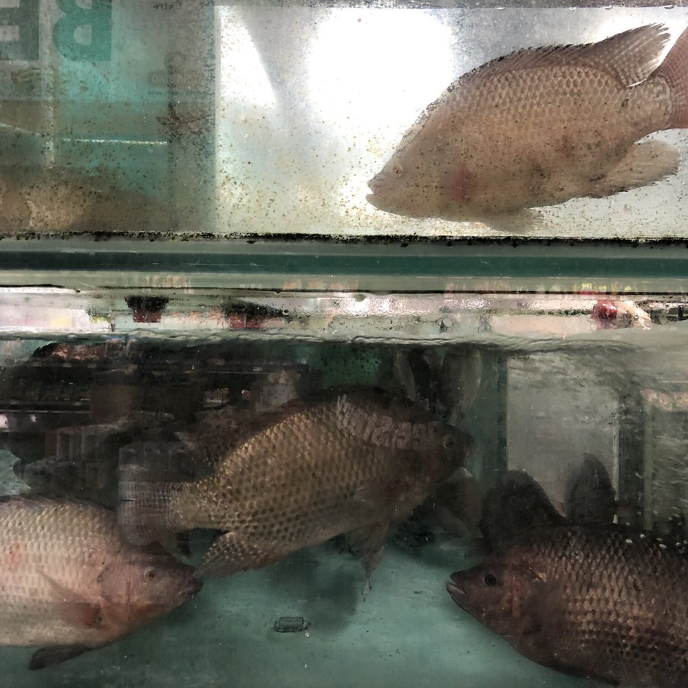 99 Ranch Market - Seafood Markets Near Me - Milpitas, California