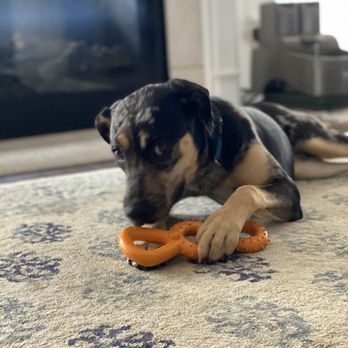 Pooler Veterinary Hospital - The newest member of our pack is now another patient at Pooler Vet! - Veterinarians Near Me - Bloomingdale, Georgia Pooler Veterinary Hospital - The newest member of our pack is now another patient at Pooler Vet! - Veterinarians Near Me - Bloomingdale, Georgia