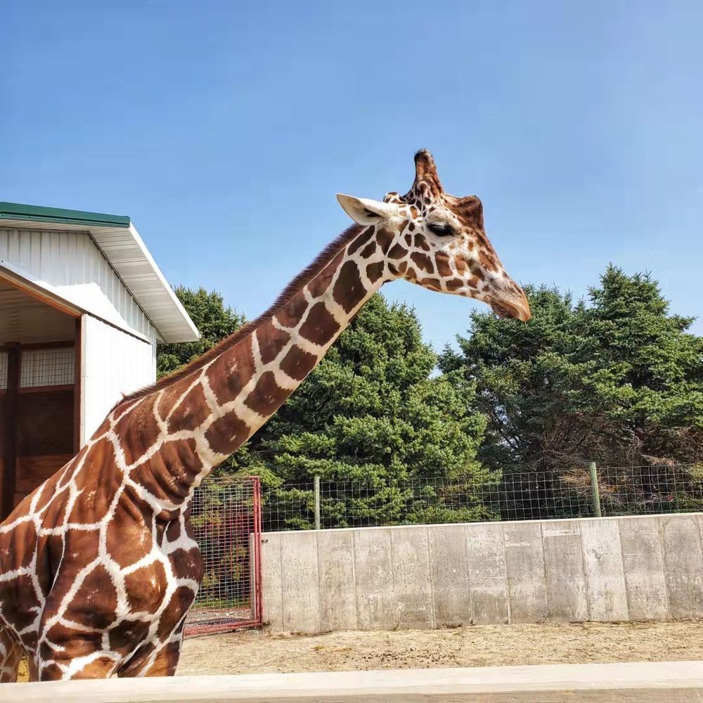 Goebbert's Farm - Mr / mrs giraffe - Pumpkin Patches Near Me - Pingree Grove, Illinois