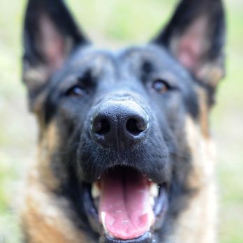Pupparazzi - Pet Photography Near Me