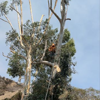 Chinchilla Tree Care - Tree cutting down - Tree Services Near Me - Santa Clarita, California Chinchilla Tree Care - Tree cutting down - Tree Services Near Me - Santa Clarita, California