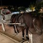 Photo of Cape May Carriage