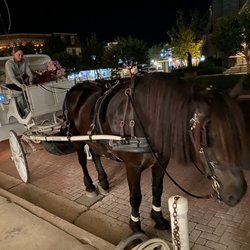 Cape May Carriage - Fun! Plus the co-pilot was a puppy.