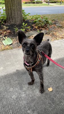 Smooches For Pooches