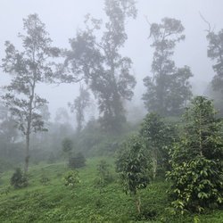 Cloud Forest