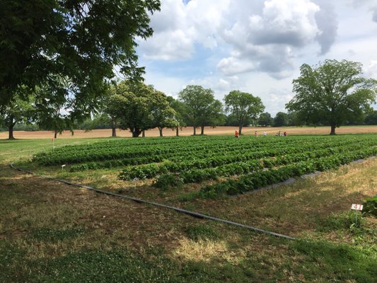 Batey Farms by null