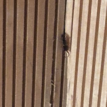 The Roundhouse Hotel - Another strange bug. - Hotels Near Me - Beacon, New York The Roundhouse Hotel - Another strange bug. - Hotels Near Me - Beacon, New York