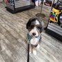 Photo of Salon Dog