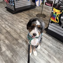 Salon Dog