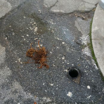 Happy Sam's Plumbing - The roots from an old pipe that needs replacement. They snaked it GOOD. - Plumbing Near Me - Pasadena, California Happy Sam's Plumbing - The roots from an old pipe that needs replacement. They snaked it GOOD. - Plumbing Near Me - Pasadena, California