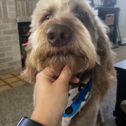 One ear was rounded and fluffy; the other ear was left untouched. One ear was rounded and fluffy; the other ear was left untouched.
