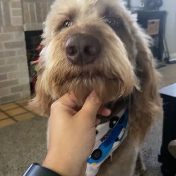 4 Paws and A Tail - One ear was rounded and fluffy; the other ear was left untouched. - Pet Groomers Near Me - Grove City, Ohio 4 Paws and A Tail - One ear was rounded and fluffy; the other ear was left untouched. - Pet Groomers Near Me - Grove City, Ohio