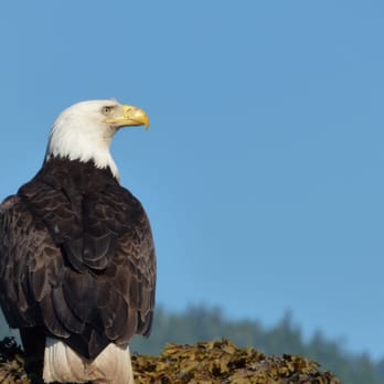 Southeast Sea Kayaks - Tours Near Me - Ketchikan, Alaska Southeast Sea Kayaks - Tours Near Me - Ketchikan, Alaska