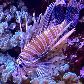 Seattle Aquarium - Aquariums Near Me - Seattle, Washington Seattle Aquarium - Aquariums Near Me - Seattle, Washington