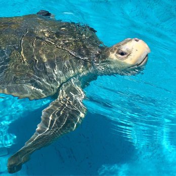 The Turtle Hospital - Veterinarians Near Me - Marathon, Florida The Turtle Hospital - Veterinarians Near Me - Marathon, Florida