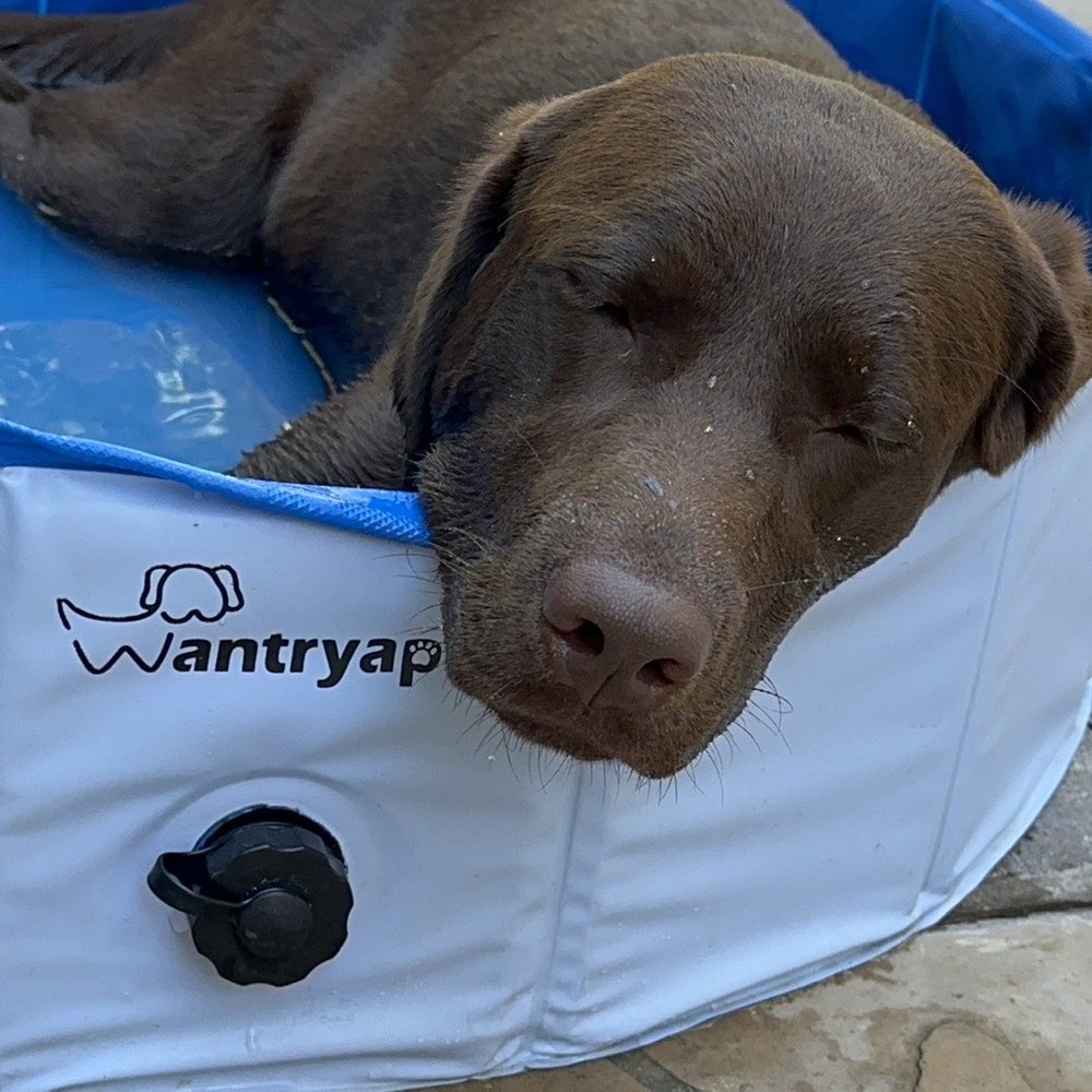 Bark City - She wanted to play in the pool at home but was so tired after a day at Bark City - Pet Boarding Near Me - Huntington Beach, California