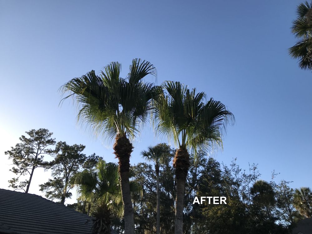 Above and Beyond Tree Services - tree service in Jacksonville, FL