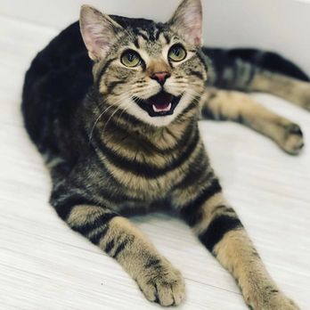 Fun and Loving Pet Sitting - Pet Sitting Near Me Fun and Loving Pet Sitting - Pet Sitting Near Me