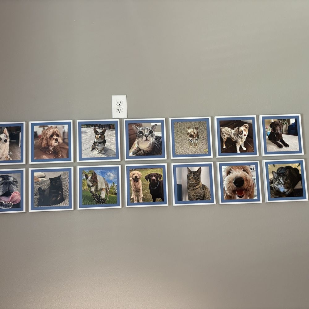 Meadowcrest Veterinary Hospital - Cute pet wall - Veterinarians Near Me - Crystal River, Florida