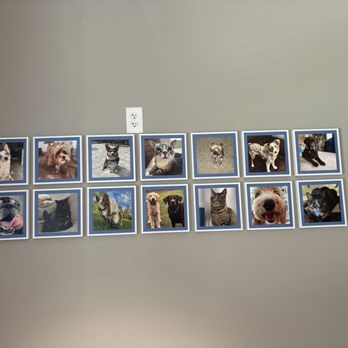 Meadowcrest Veterinary Hospital - Cute pet wall - Veterinarians Near Me - Crystal River, Florida Meadowcrest Veterinary Hospital - Cute pet wall - Veterinarians Near Me - Crystal River, Florida