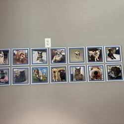 Meadowcrest Veterinary Hospital - Cute pet wall