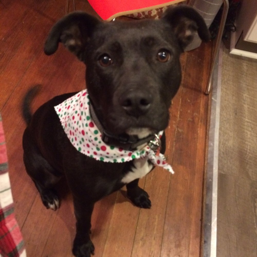 Mazie in her Christmas FREE bandana. Mazie in her Christmas FREE bandana.