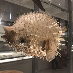Museum Of Zoology - Take a look