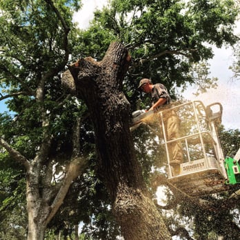 Druse Landscaping And Tree Services - Druse Landscaping and tree services LLC - Tree Services Near Me - Melbourne, Florida Druse Landscaping And Tree Services - Druse Landscaping and tree services LLC - Tree Services Near Me - Melbourne, Florida