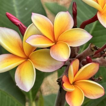 Hapa Landscaping - Assisting in perfect selection and placement - Landscaping Near Me - Honolulu, Hawaii