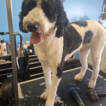 Sudsy Dog - Pet Groomers Near Me - Lakewood, California Sudsy Dog - Pet Groomers Near Me - Lakewood, California