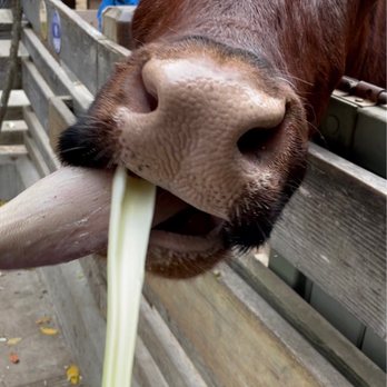 Tilden Regional Park Little Farm - Cow Feeding - Parks Near Me - Berkeley, California Tilden Regional Park Little Farm - Cow Feeding - Parks Near Me - Berkeley, California