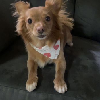 Oh My Dog! Grooming - My puppy - Pet Groomers Near Me - Murrieta, California Oh My Dog! Grooming - My puppy - Pet Groomers Near Me - Murrieta, California